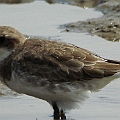 Greater Sandplover Not sure aabou the dark feathers on the flank<br />Kowa TSN4 + Sony DSC W100